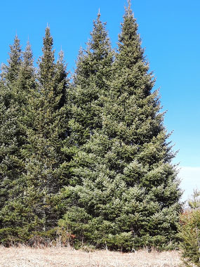 picea glauca