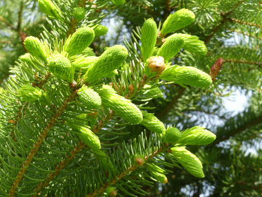 spruce tips