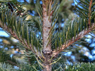 white spruce tree