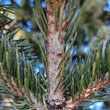 White Spruce