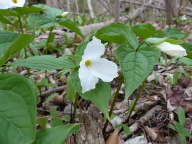 trillium blooming