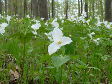 trillium field