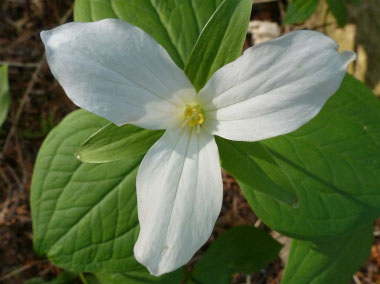 trillium flower aerial