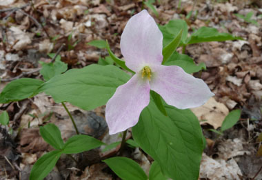 trillium mature