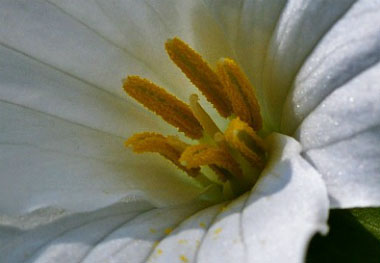 trillium stamens