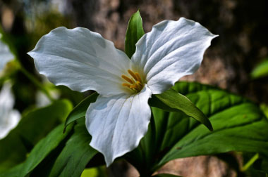 white trillium flower