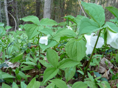 white trillium leaves