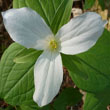 White Trillium