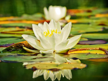 Nymphaea odorata