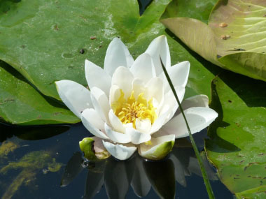 white pond lily