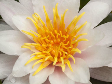 white water lily close up