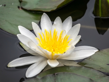 white water lily