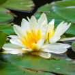 White Water Lily