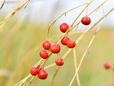 asparagus berries