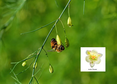 asparagus flowers