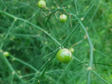 pollinated asparagus