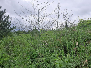 wild asparagus plants