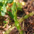 Wild Asparagus