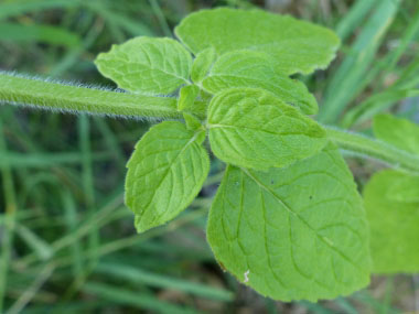 Clinopodium vulgare