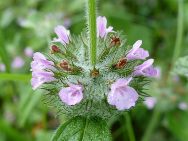 wild basil flowers