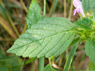 wild basil leaves