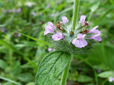 wild basil stem