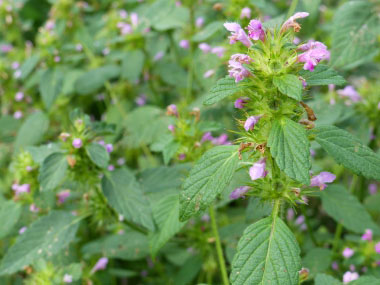 wild basil