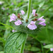 Wild Basil