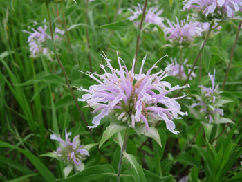 wild bee balm flowers