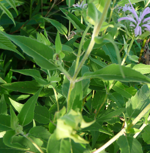 wild bee balm leaves