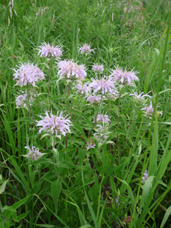 Wild Bee Balm Pictures Flowers Leaves Identification