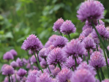 allium schoenoprasum