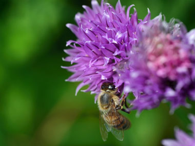 wild chive flower