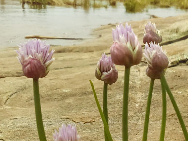 wild chives bud openings