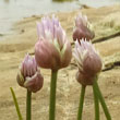 Wild Chives