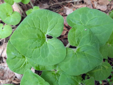 asarum canadense