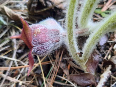 new flower growth