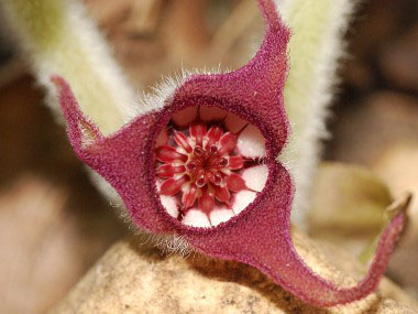 wild ginger flower
