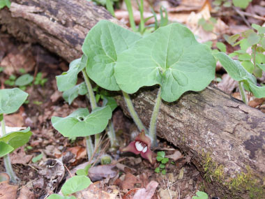 wild ginger leaves