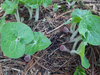 wild ginger plants