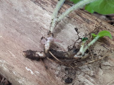 wild ginger root