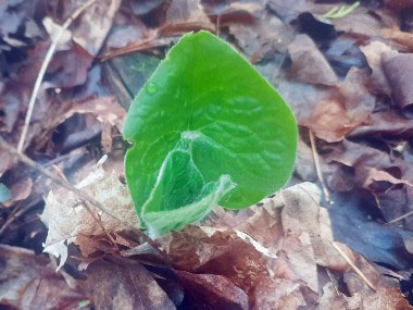 young wild ginger