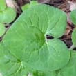 Wild Ginger