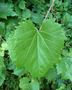 wild grape vine leaf
