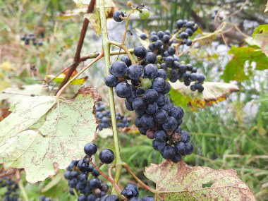 wild grapes on vine
