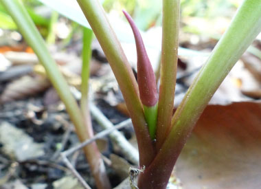 ramps new growth