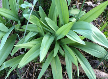 ramsons