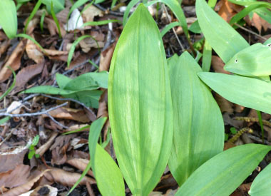 wild leek leaves