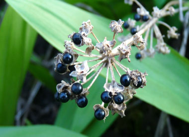 wild leek seeds