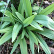 Wild Leek